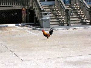  ROOSTER'S COUSIN